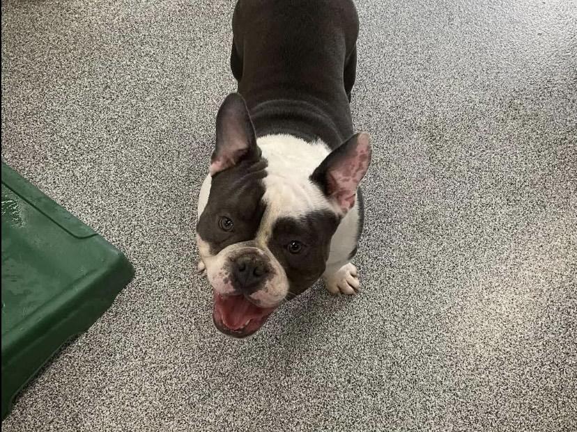 Enlarge Orie, an adopted English Bulldog in Philadelphia, PA image 3/4