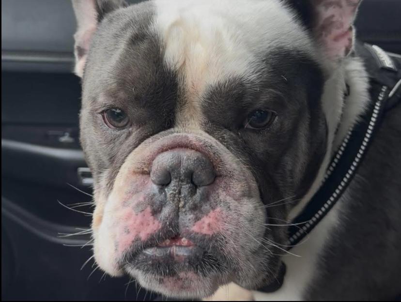 Enlarge Orie, an adopted English Bulldog in Philadelphia, PA image 2/4