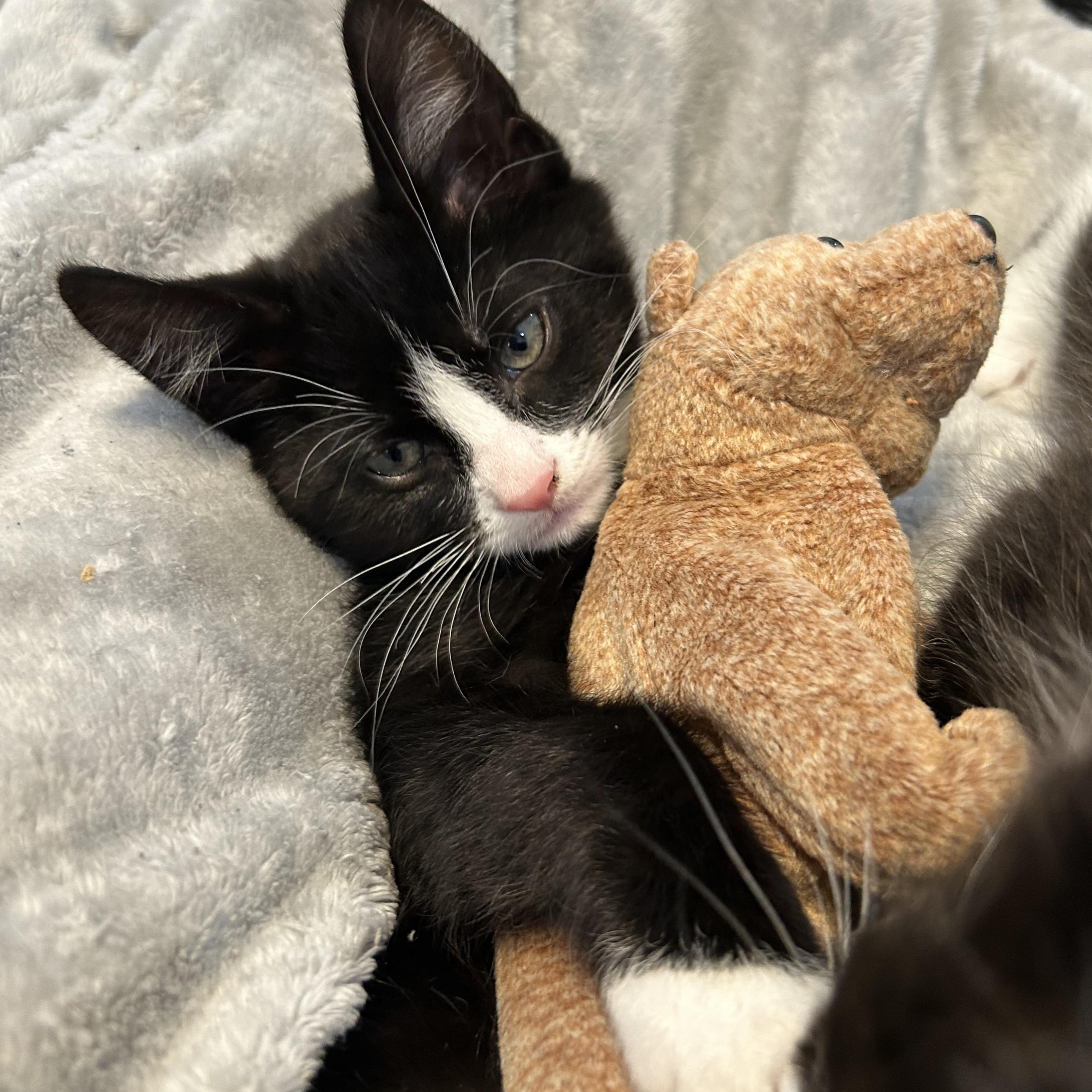 Aspen, Adoptable, Kitten Male Domestic Short Hair.