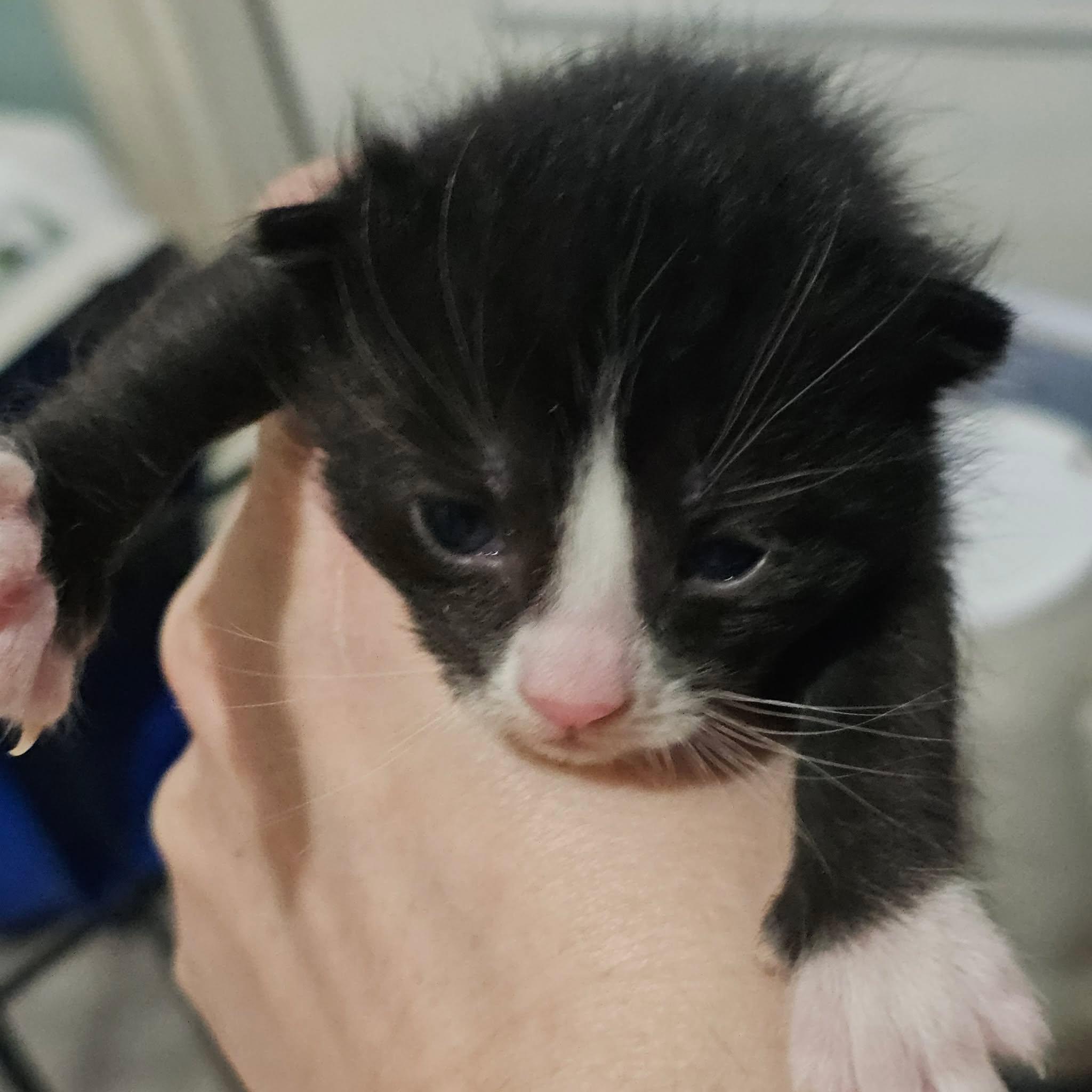 Enlarge Aspen, a Adoption Pending Domestic Short Hair in Kamloops, BC image 2/5