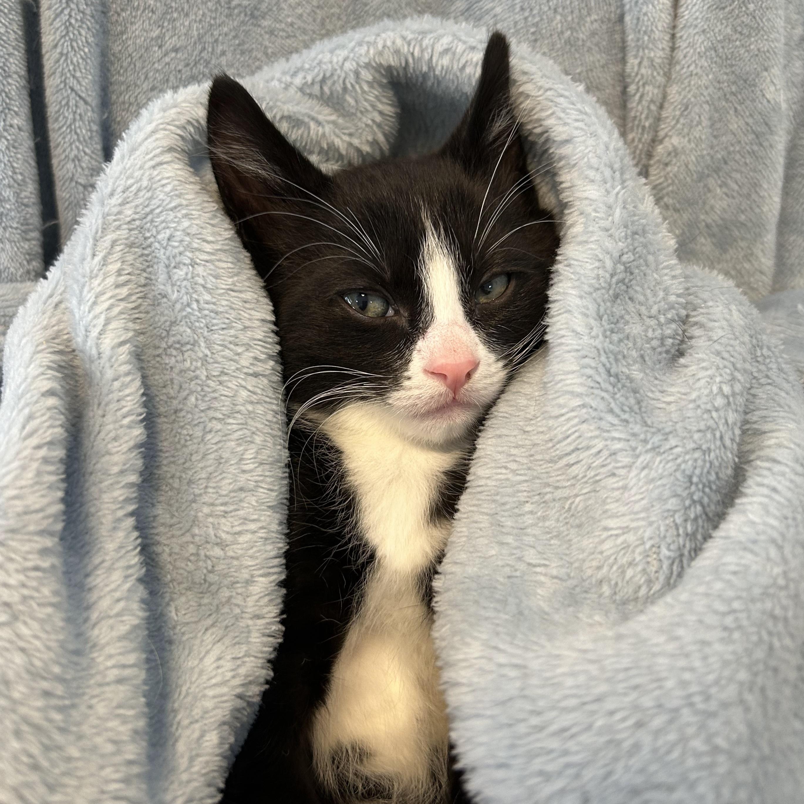 Enlarge Aspen, a Adoption Pending Domestic Short Hair in Kamloops, BC image 3/5