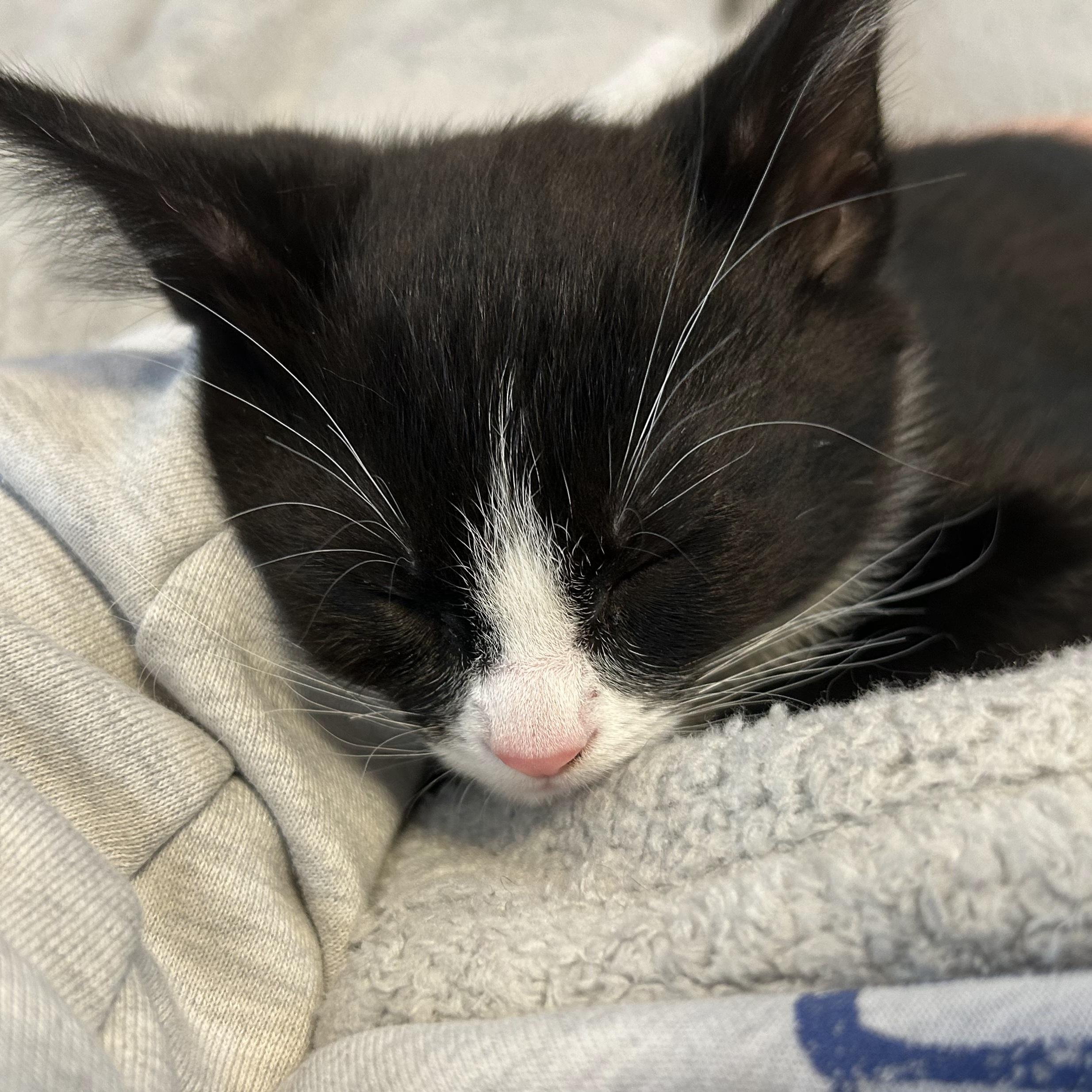 Enlarge Aspen, a Adoption Pending Domestic Short Hair in Kamloops, BC image 4/5