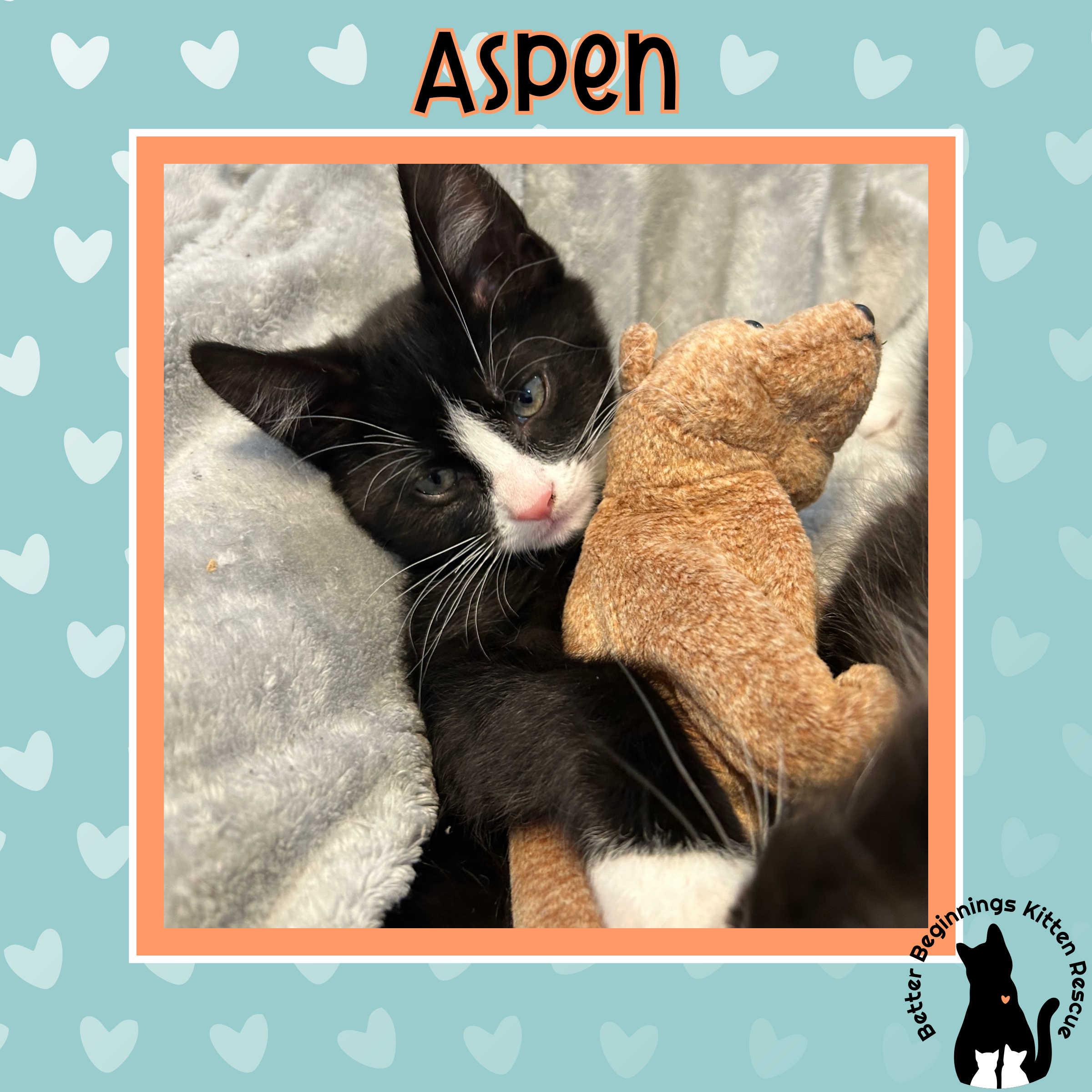 Enlarge Aspen, a Adoption Pending Domestic Short Hair in Kamloops, BC image 5/5