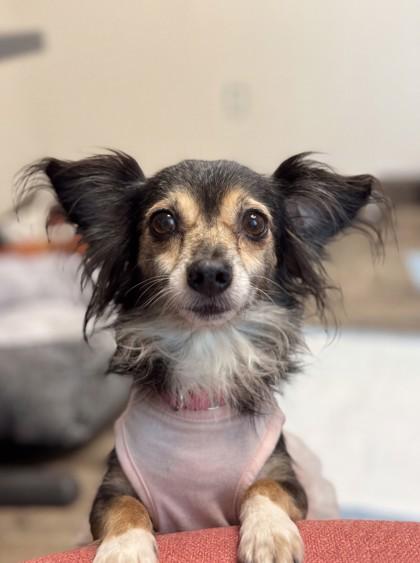 Susan, Adoptable, Senior Female Chihuahua & Papillon.