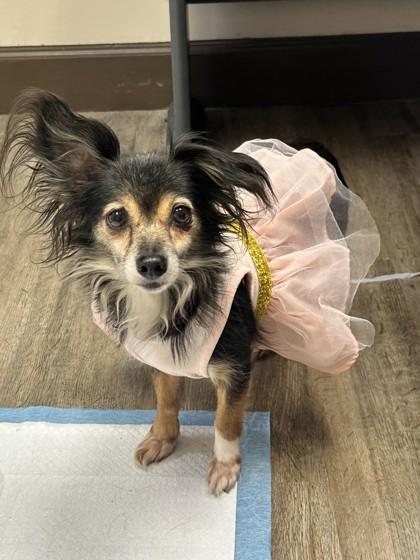 Enlarge Susan, a Adoptable mixed breed in Palm Coast, FL image 3/3