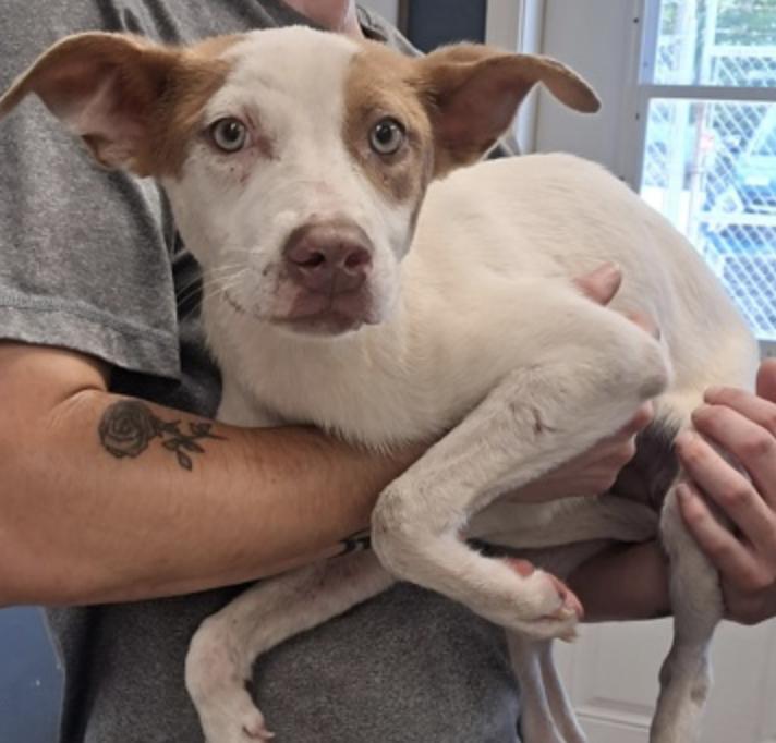 Enlarge Rigby, a Adoptable mixed breed in Hollister, MO image 2/2