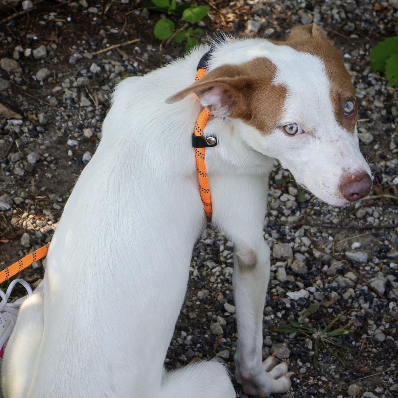Rigby, Adoptable, Puppy Female Pit Bull Terrier.