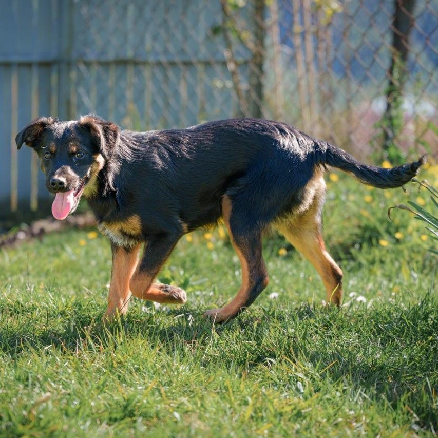 Tina, a ADOPTABLE mixed breed in Morristown, NJ image 4/6