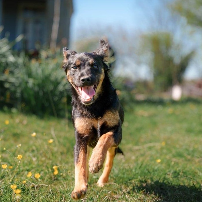 Tina, a ADOPTABLE mixed breed in Morristown, NJ image 2/6