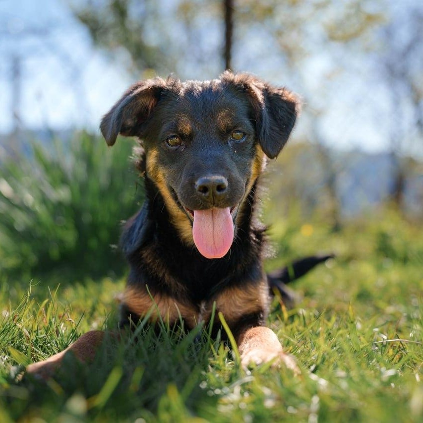 Tina, a ADOPTABLE mixed breed in Morristown, NJ image 1/6