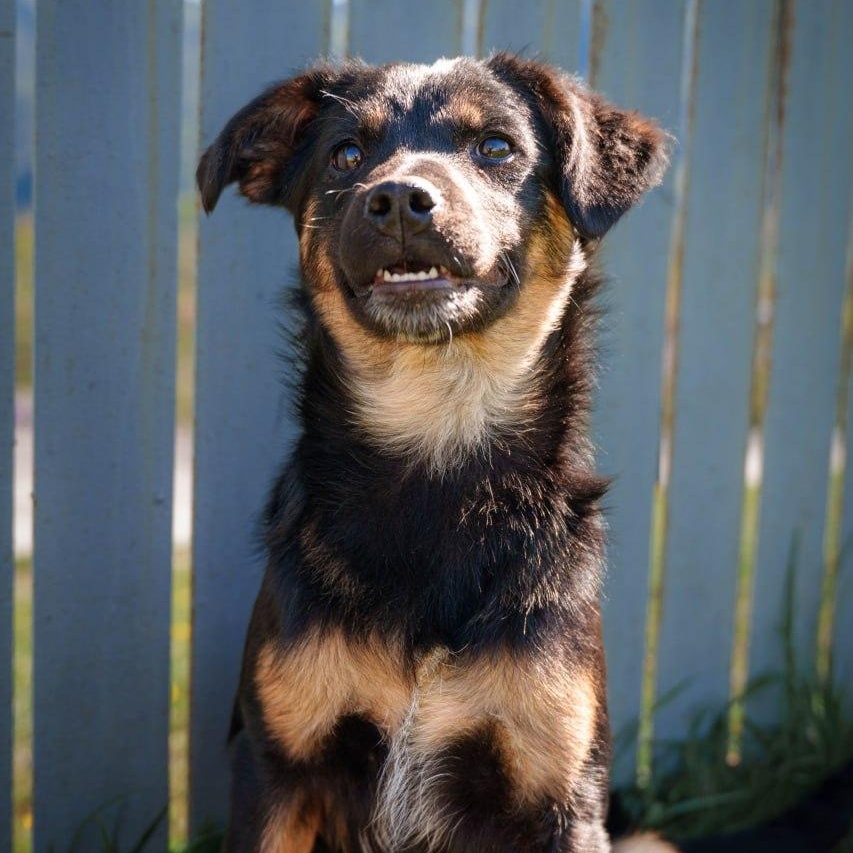 Tina, a ADOPTABLE mixed breed in Morristown, NJ image 5/6