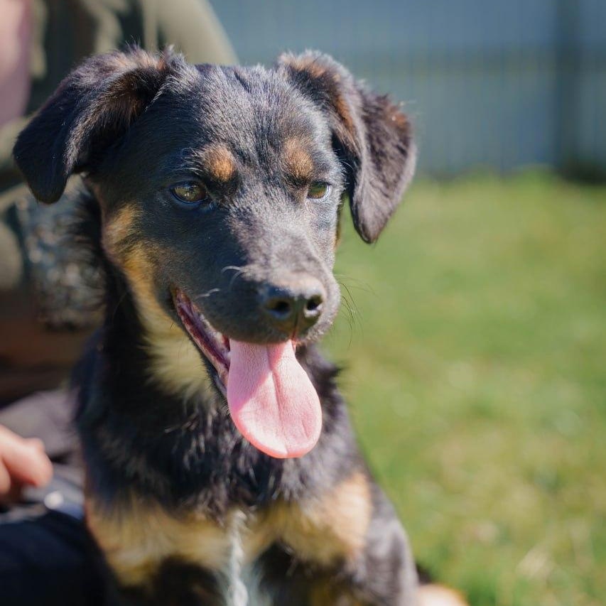 Tina, a ADOPTABLE mixed breed in Morristown, NJ image 6/6