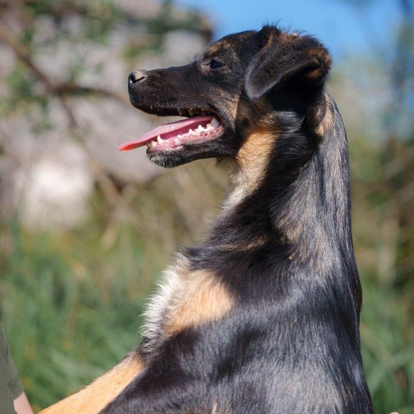 Tina, a ADOPTABLE mixed breed in Morristown, NJ image 3/6