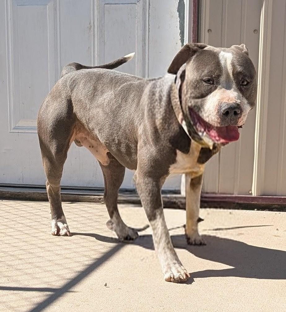 George, ADOPTABLE, Adult Male Pit Bull Terrier.