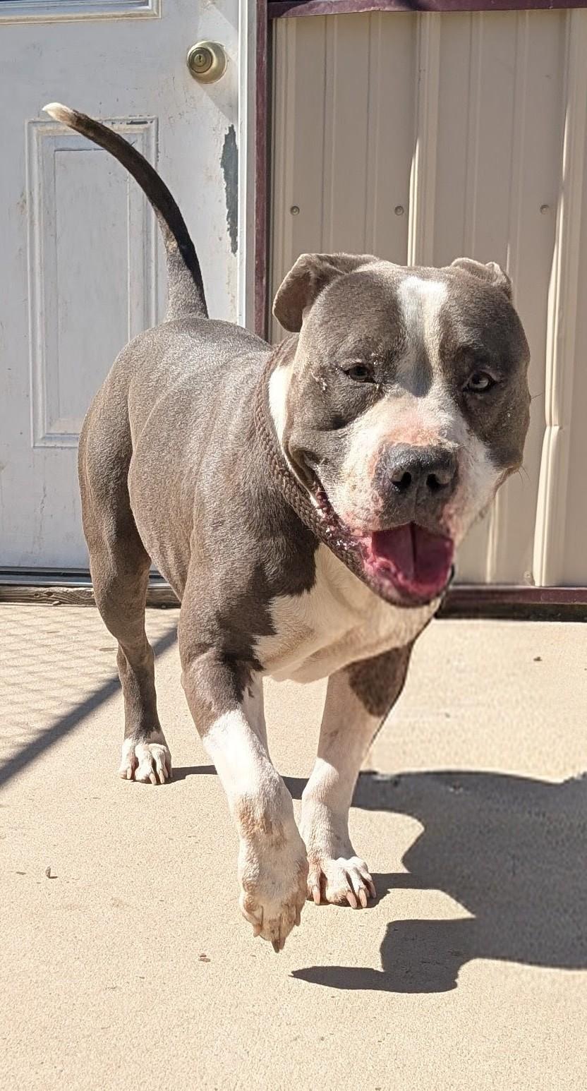 George, a ADOPTABLE Pit Bull Terrier in New Ulm, MN image 3/3