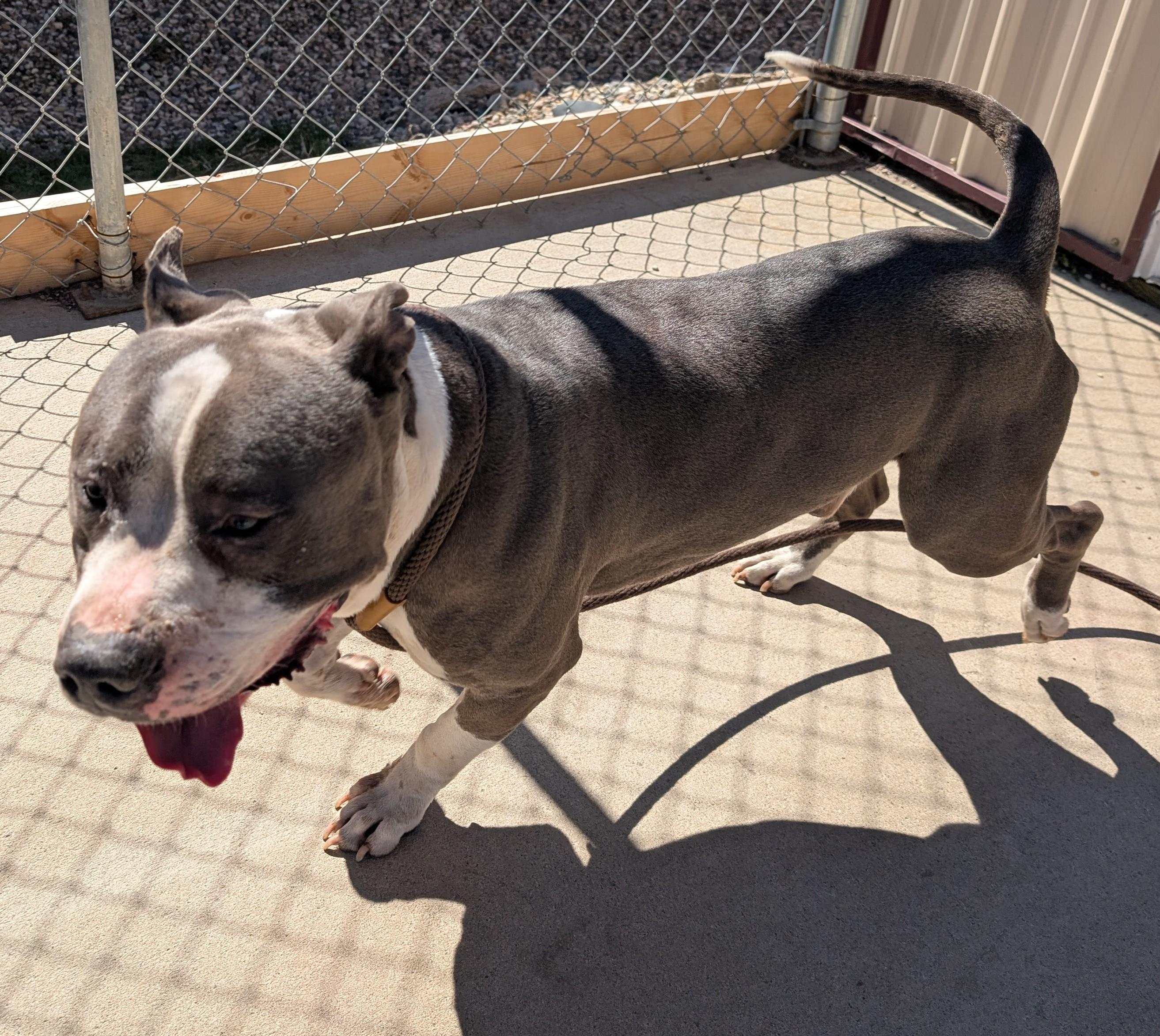 George, a ADOPTABLE Pit Bull Terrier in New Ulm, MN image 2/3