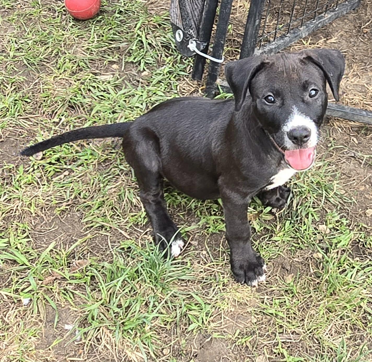 Captain, adoptable, Puppy Male Pit Bull Terrier.