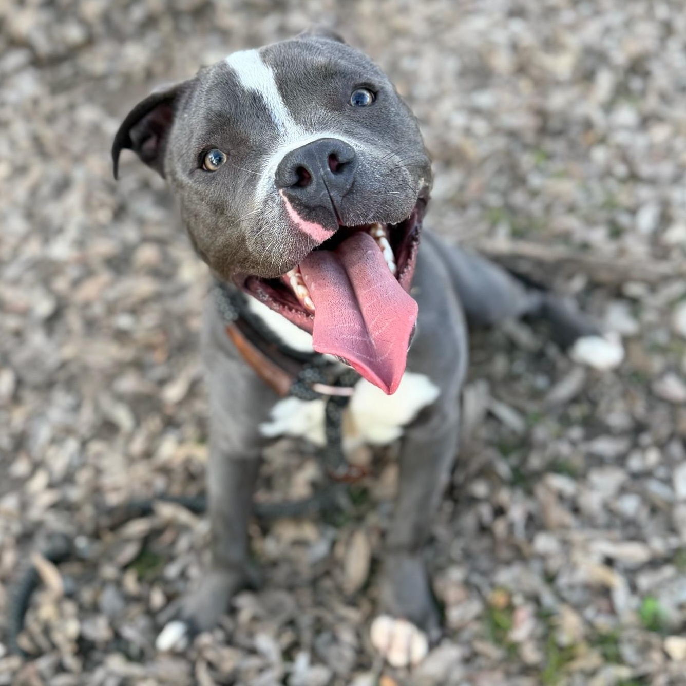 Enlarge Casey Moo, a Adoptable mixed breed in Sherman, TX image 2/2