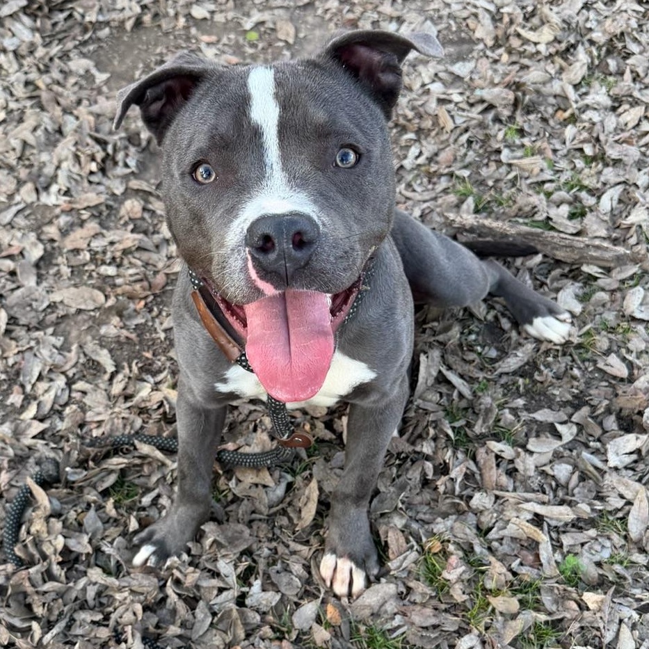 Casey Moo, Adoptable, Adult Female Pit Bull Terrier.