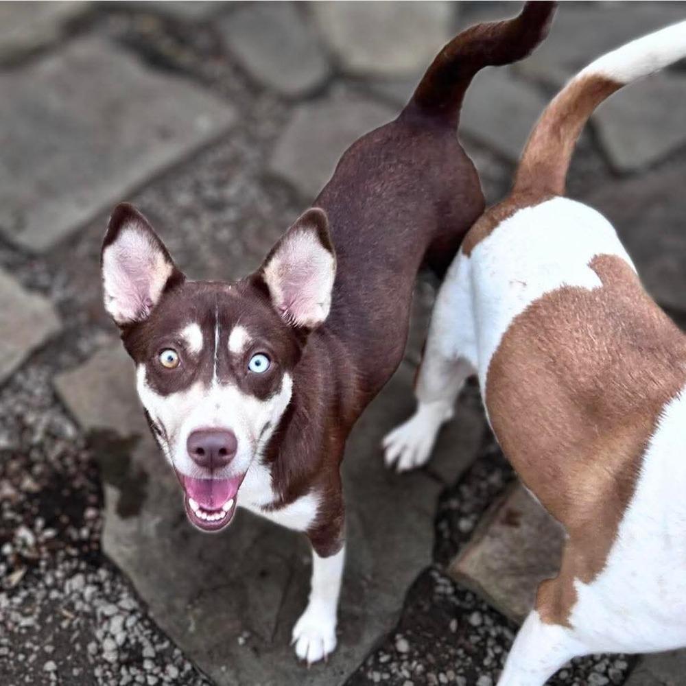 Gingersnap — thumbnail 2