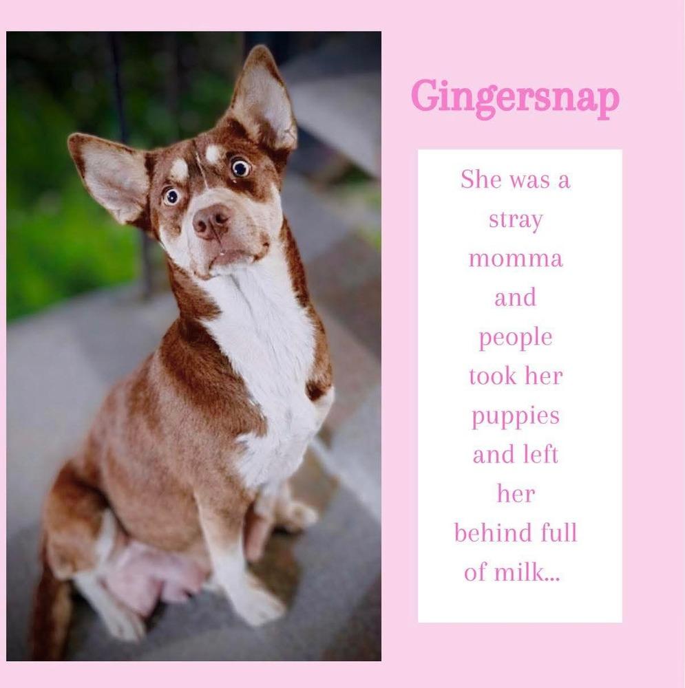 Gingersnap — thumbnail 4