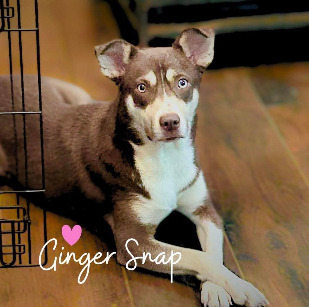 Gingersnap — thumbnail 6