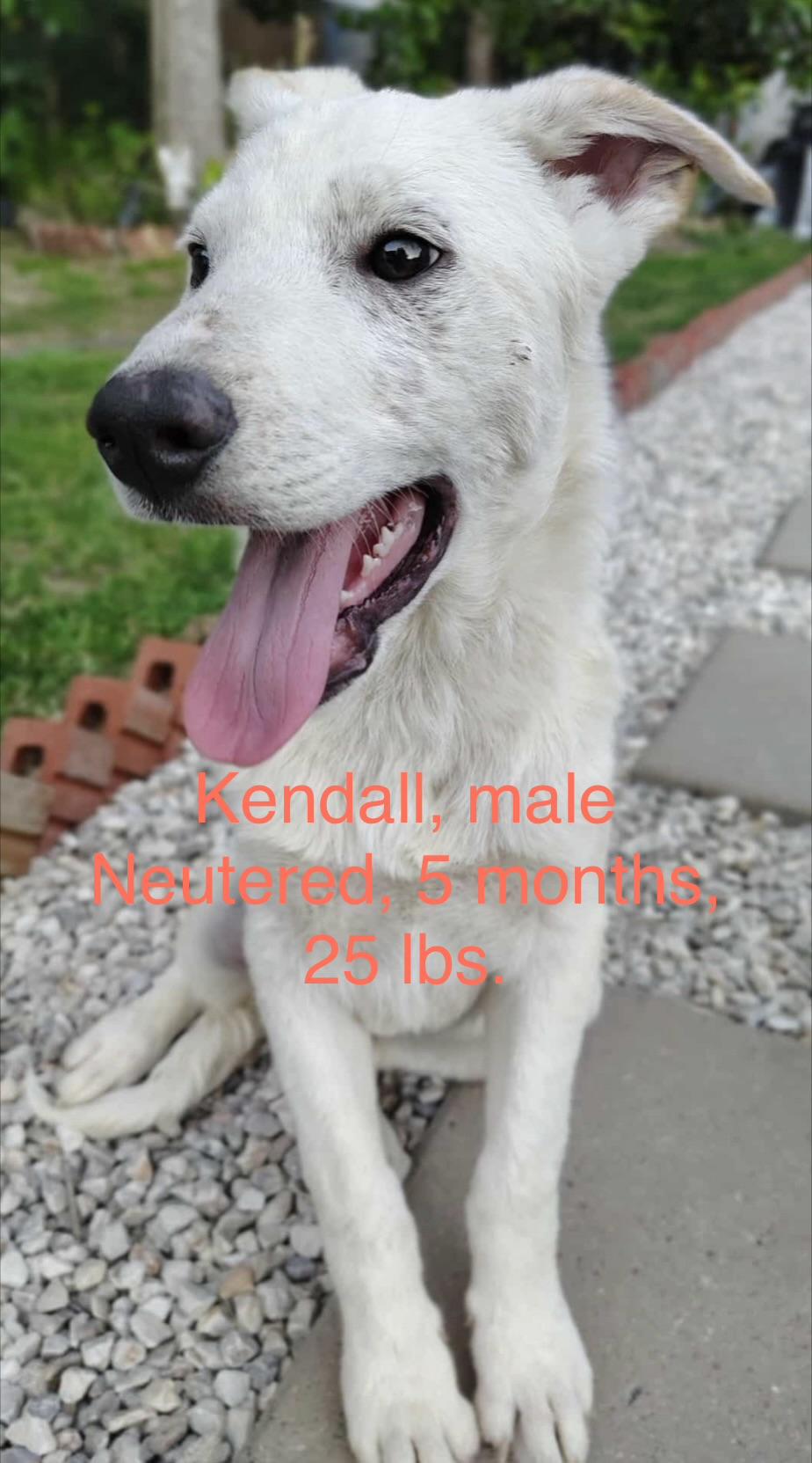 Kendall, Adoptable, Puppy Male German Shepherd Dog & Hound.