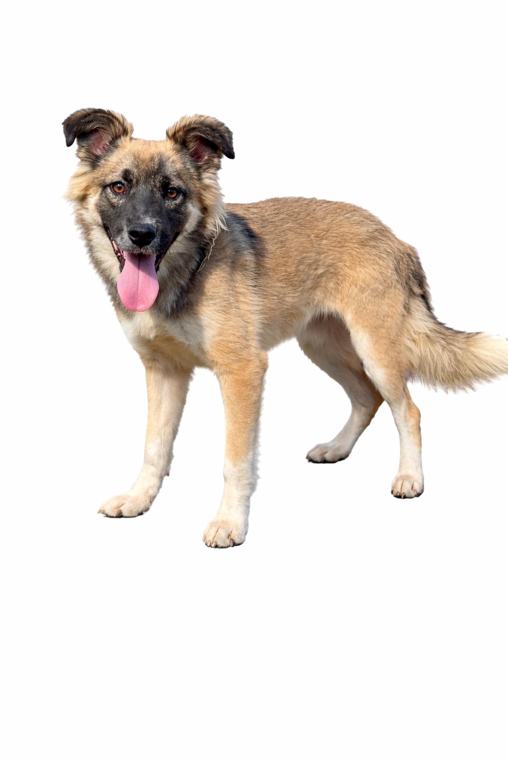 Ozark, Adoptable, Young Male Mixed Breed.