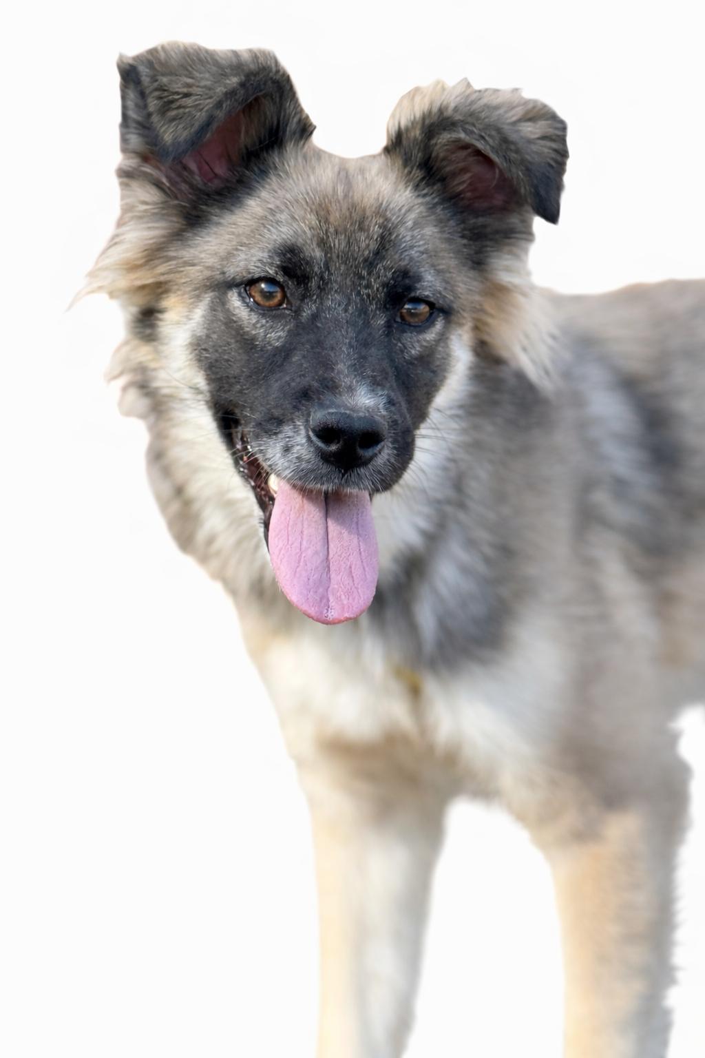 Enlarge Ozark, a Adoptable mixed breed in SYLVANIA, GA image 2/4