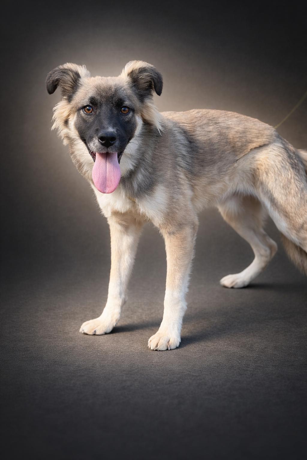 Enlarge Ozark, a Adoptable mixed breed in SYLVANIA, GA image 4/4