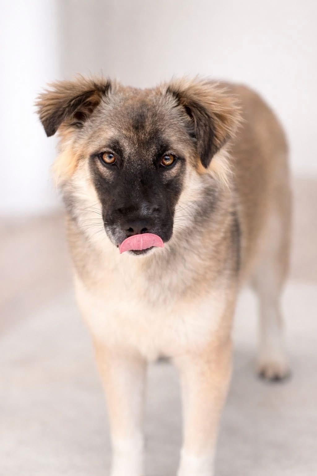 Enlarge Ozark, a hold mixed breed in SYLVANIA, GA image 2/5