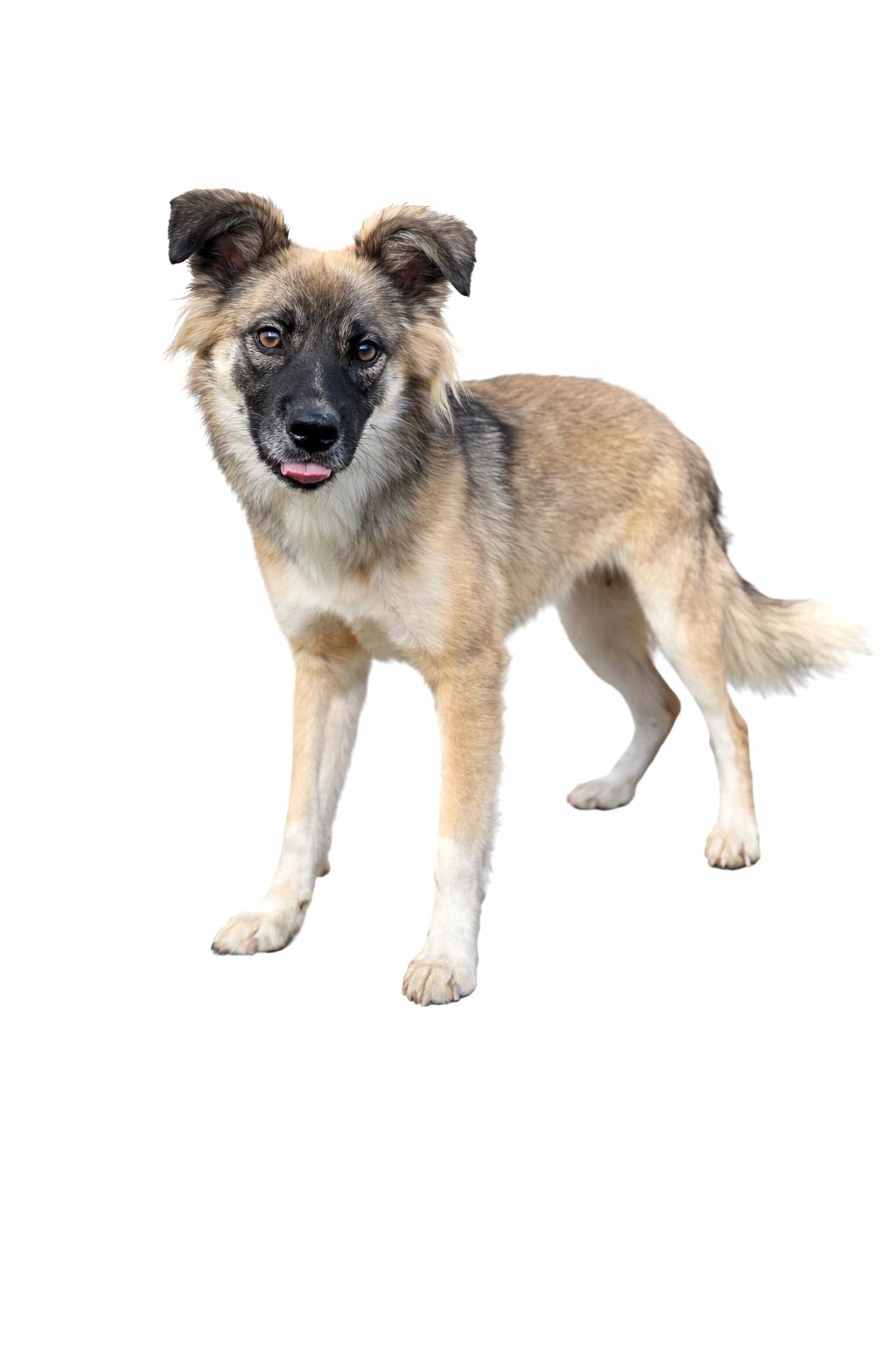 Enlarge Ozark, a Adoptable mixed breed in SYLVANIA, GA image 3/4