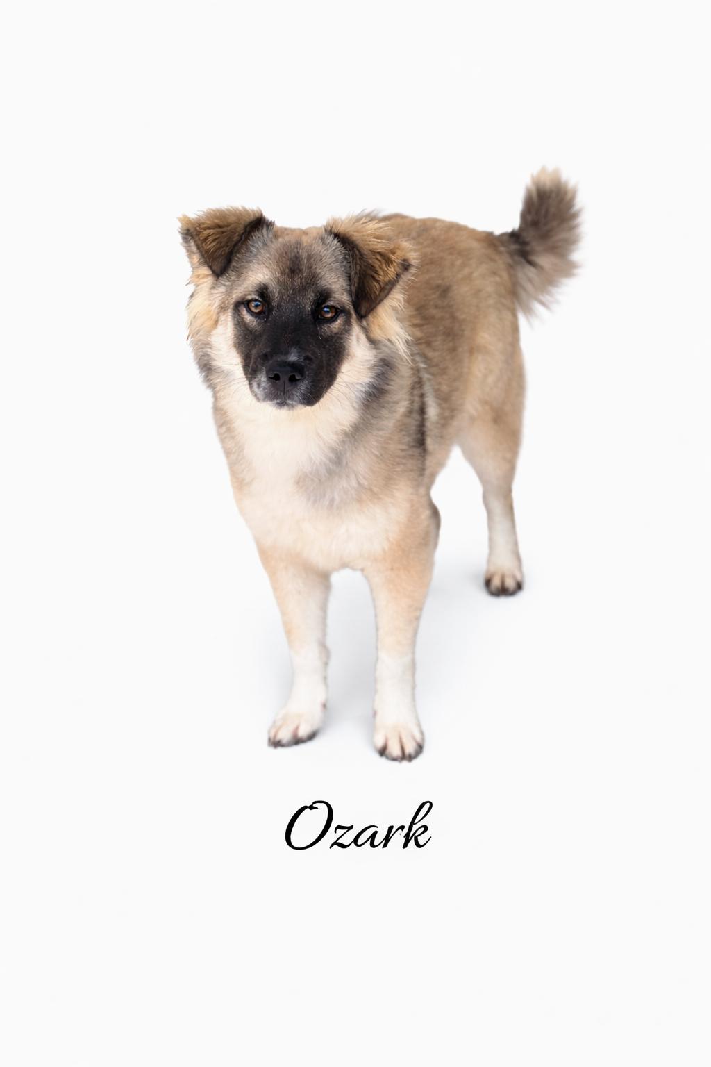 Enlarge Ozark, a hold mixed breed in SYLVANIA, GA image 1/5