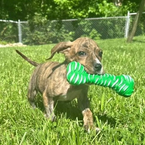 Tiger, an adopted mixed breed in Louisville, KY image 1/2