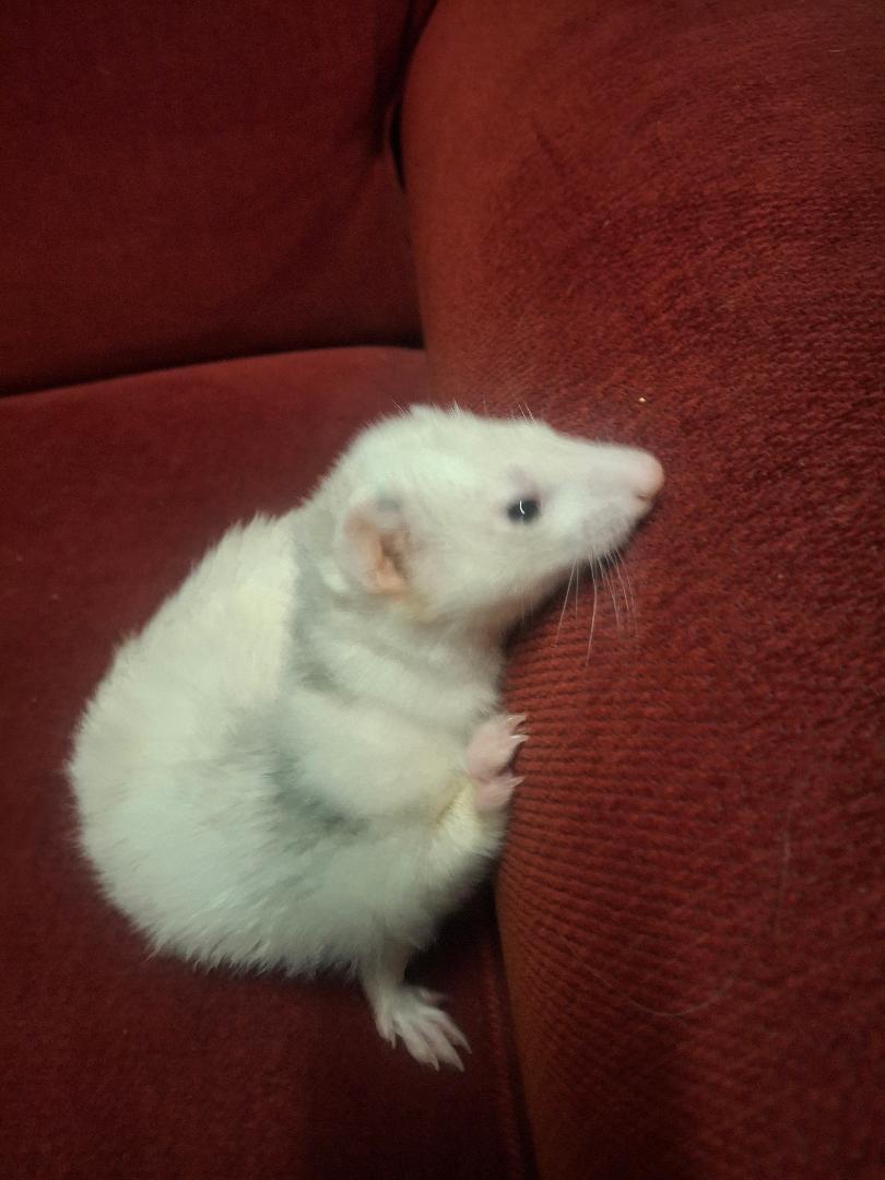 Poppy, Adoptable, Adult Female Ferret.