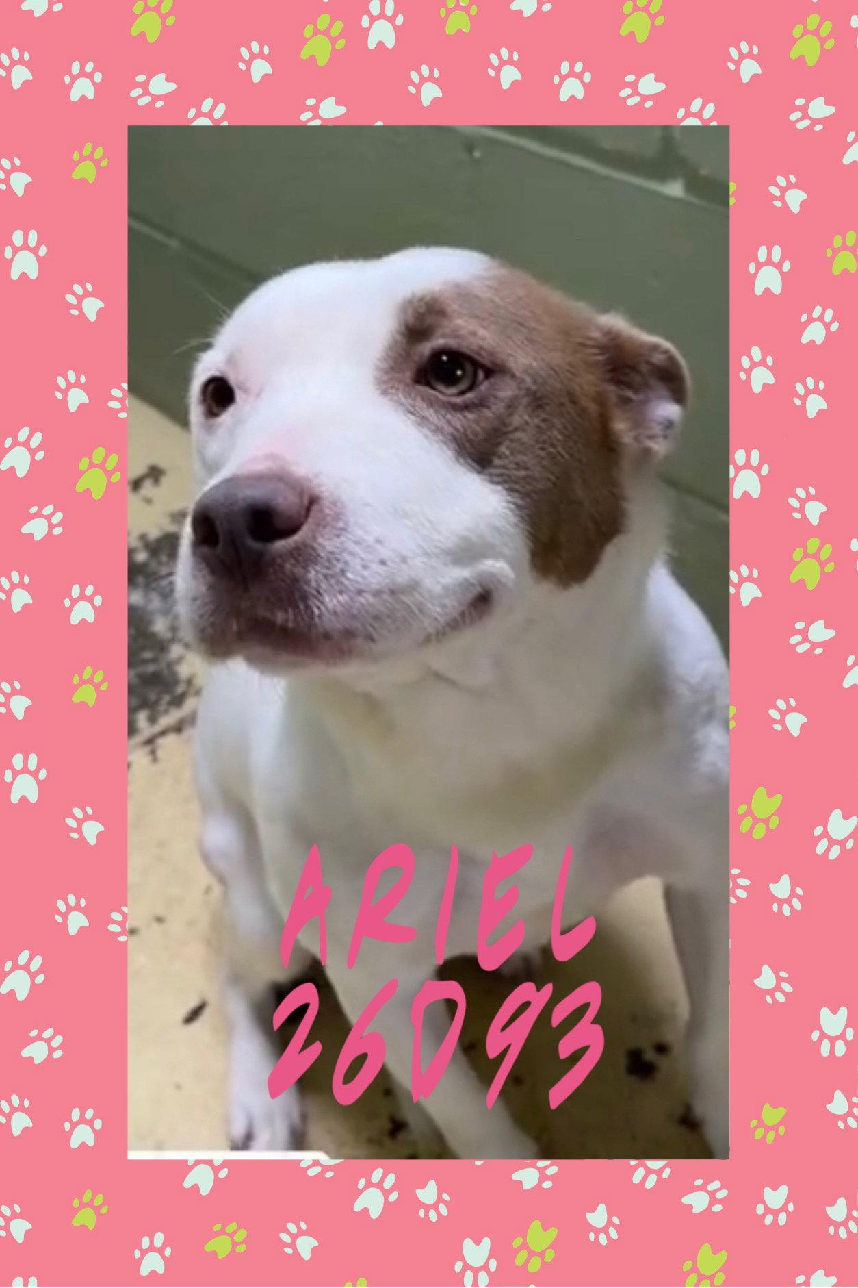 Enlarge Ariel, a Adopted Pit Bull Terrier in New Martinsville, WV image 1/2