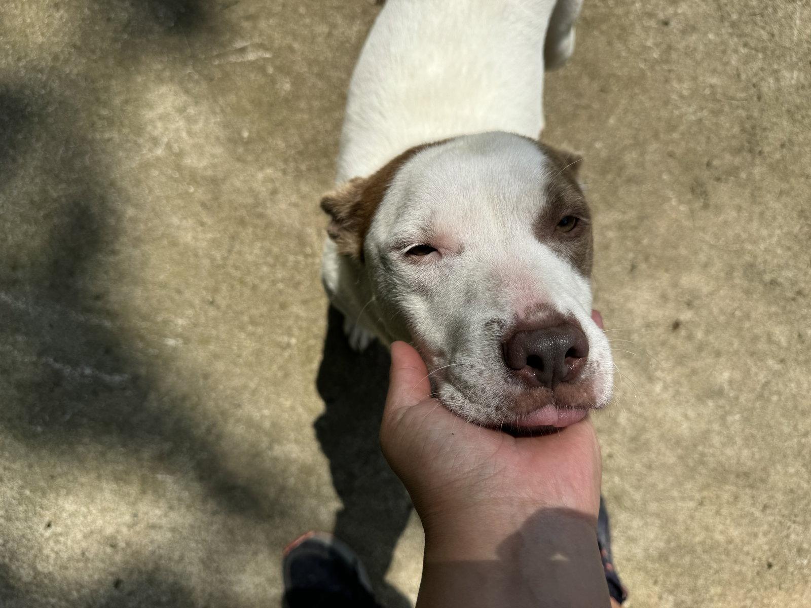 Enlarge Ariel, a Adopted Pit Bull Terrier in New Martinsville, WV image 2/2