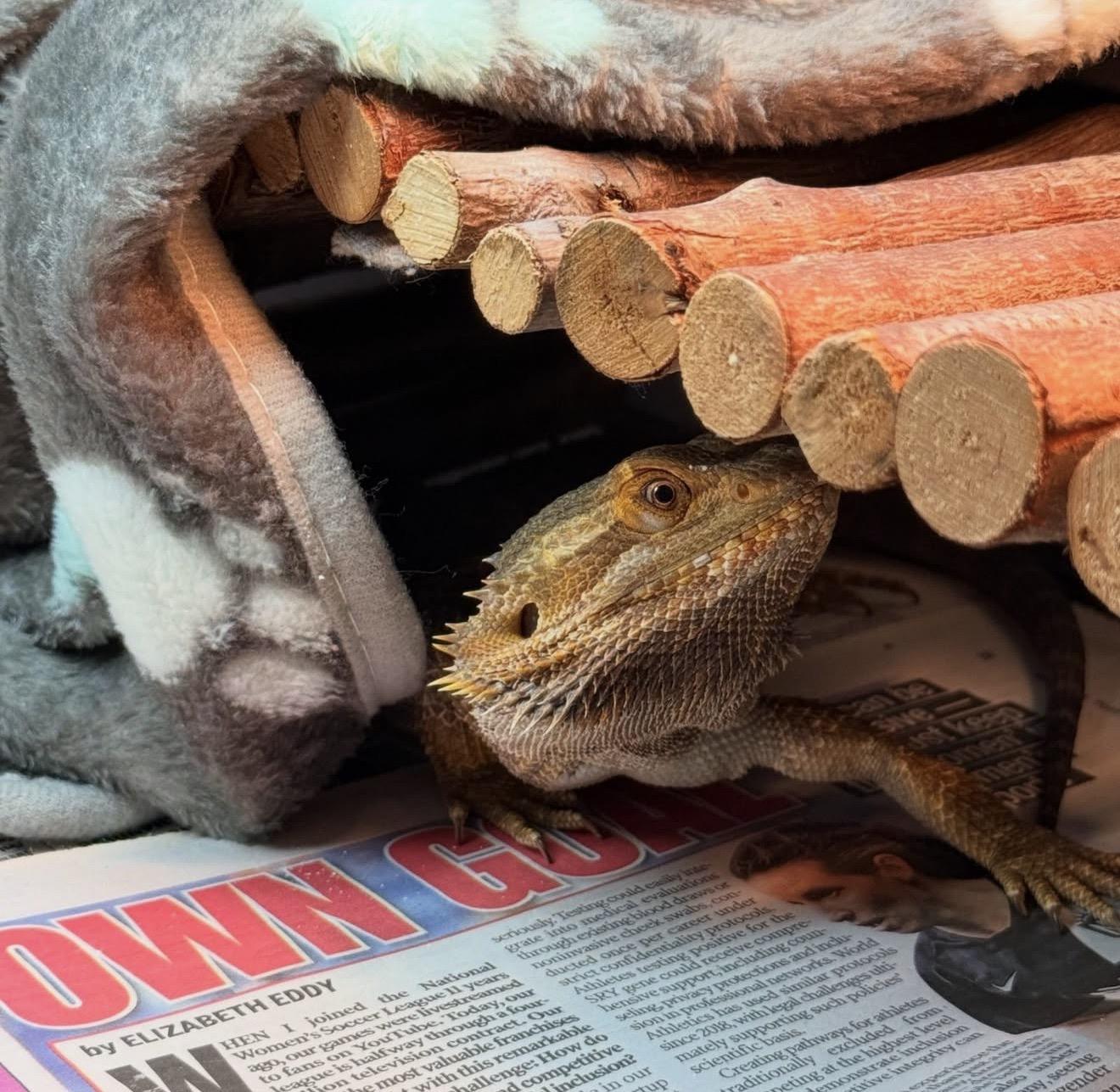 Fennel, a ADOPTABLE Bearded Dragon in JACKSON, NJ image 2/4