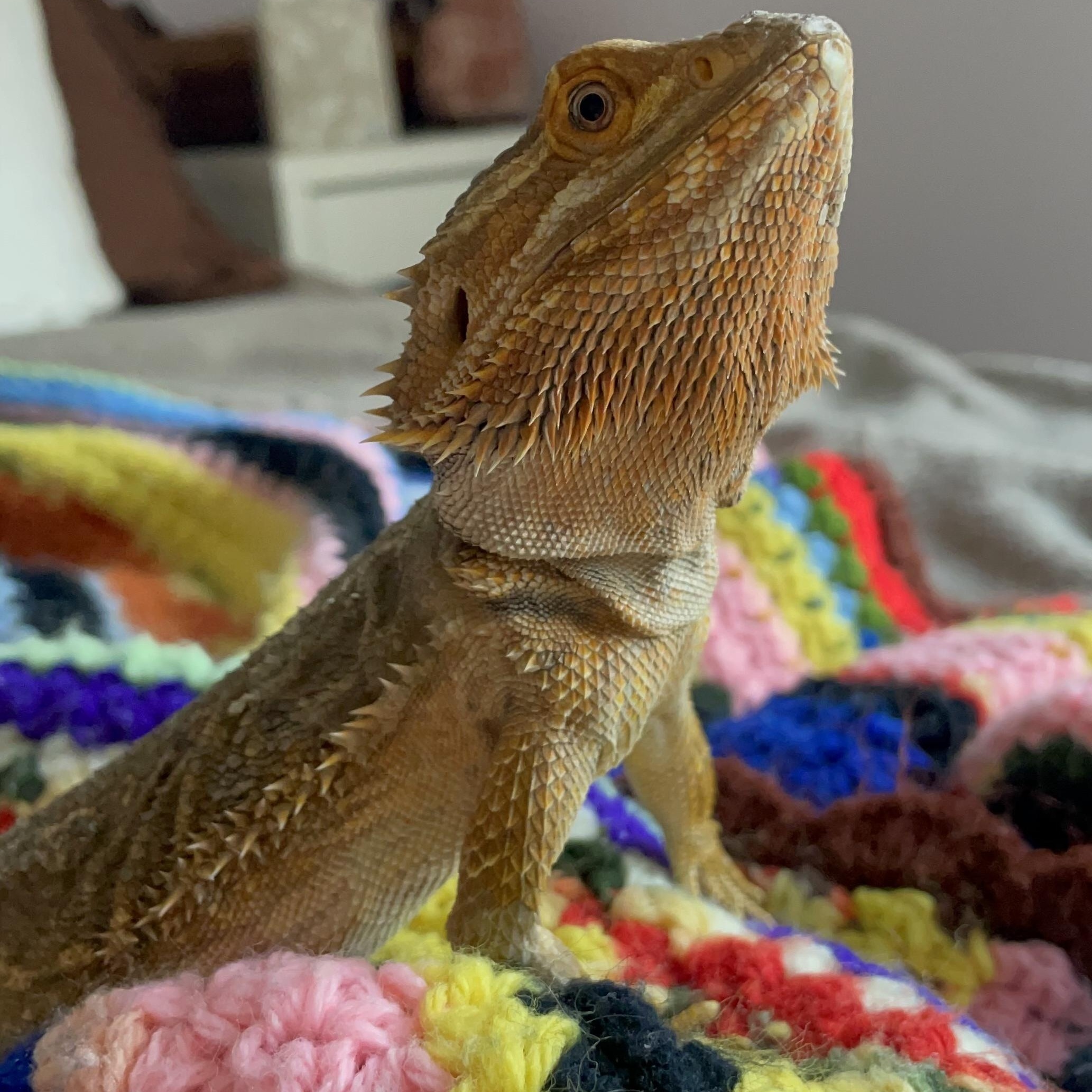 Fennel, a ADOPTABLE Bearded Dragon in JACKSON, NJ image 4/4
