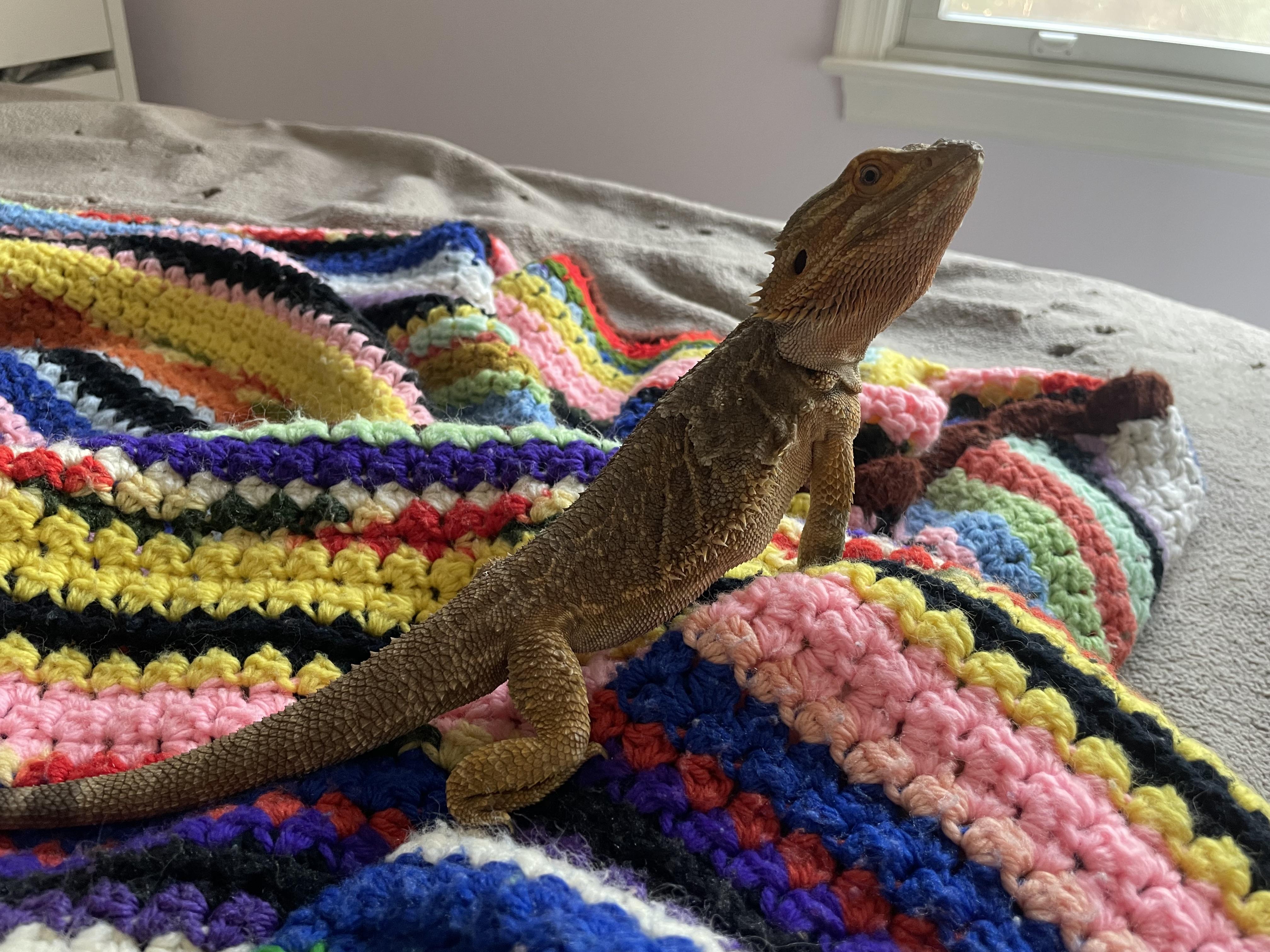 Fennel, a ADOPTABLE Bearded Dragon in JACKSON, NJ image 3/4