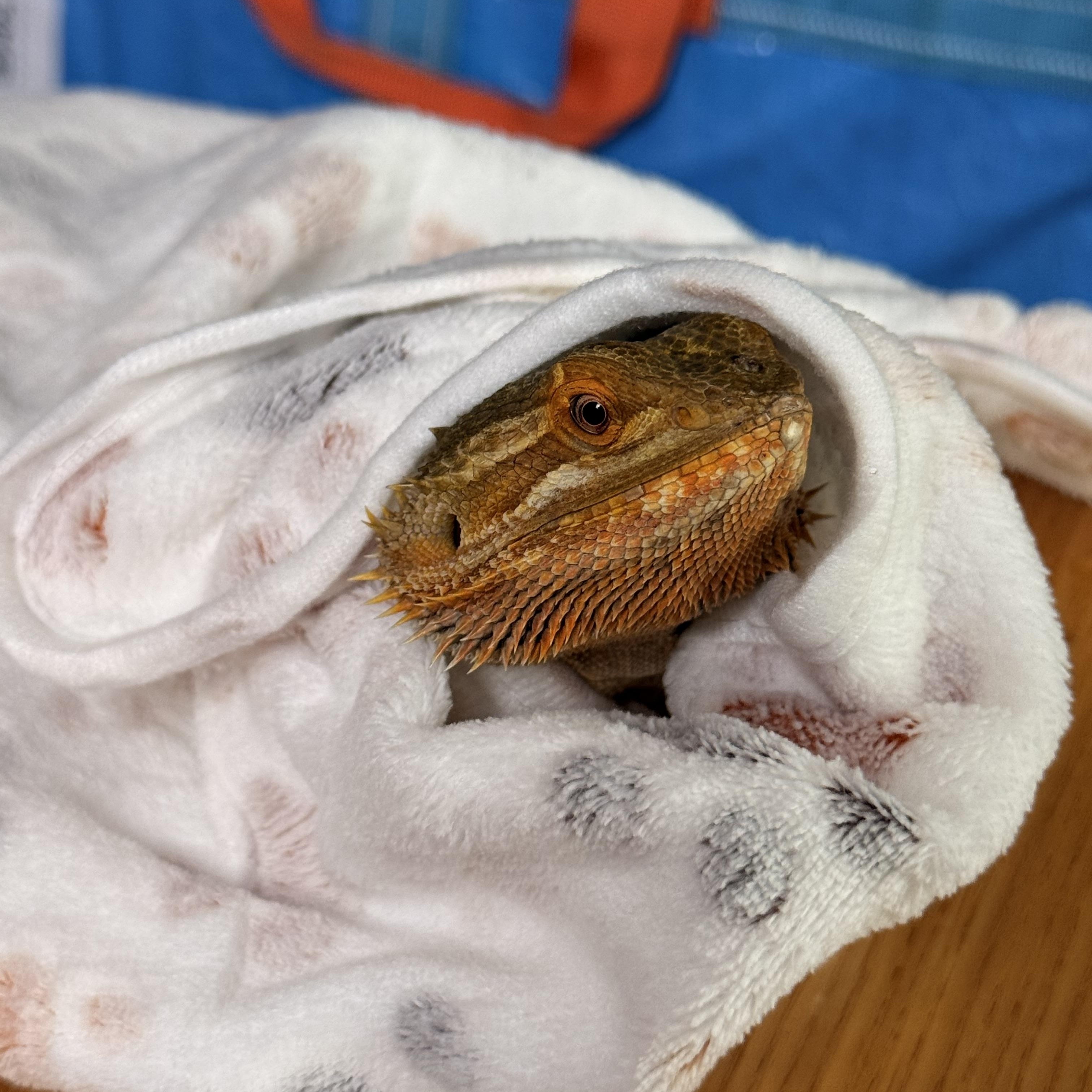 Fennel, a ADOPTABLE Bearded Dragon in JACKSON, NJ image 1/4