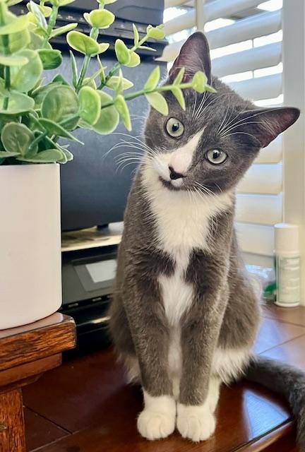 Custard, a Adoptable Domestic Short Hair in Ladson, SC image 1/5