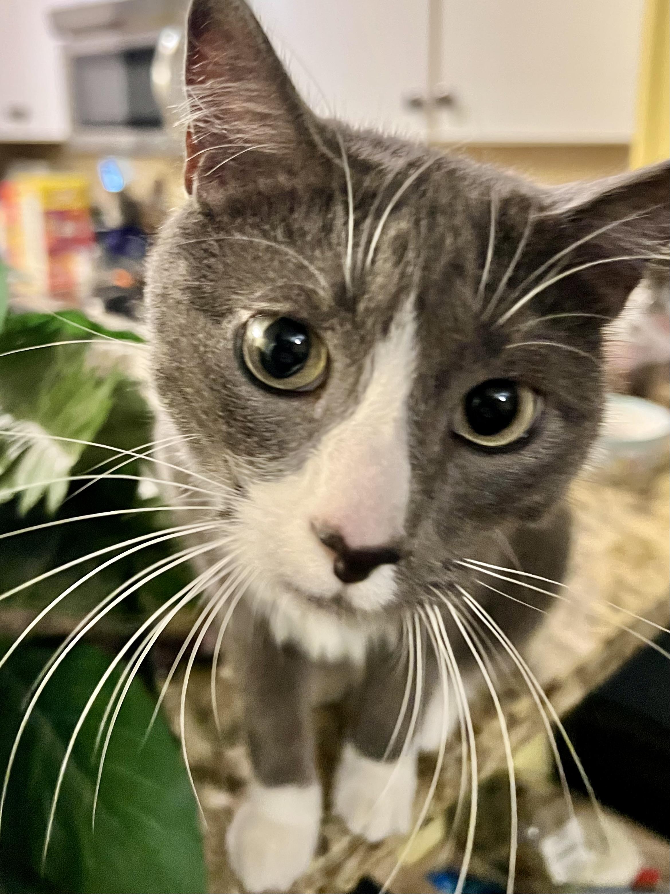 Enlarge Custard, a Adoptable Domestic Short Hair in Ladson, SC image 1/5