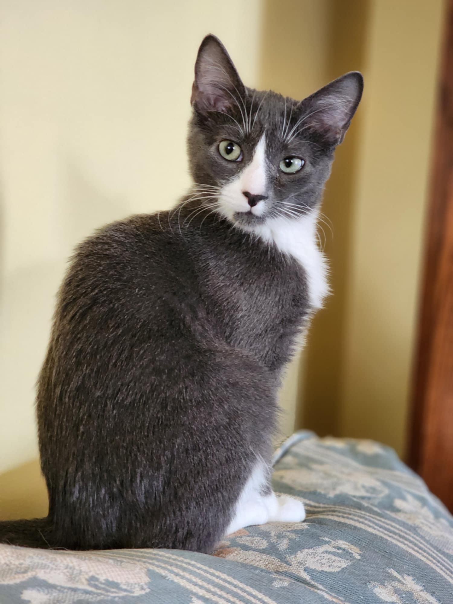 Custard, a Adoptable Domestic Short Hair in Ladson, SC image 3/5