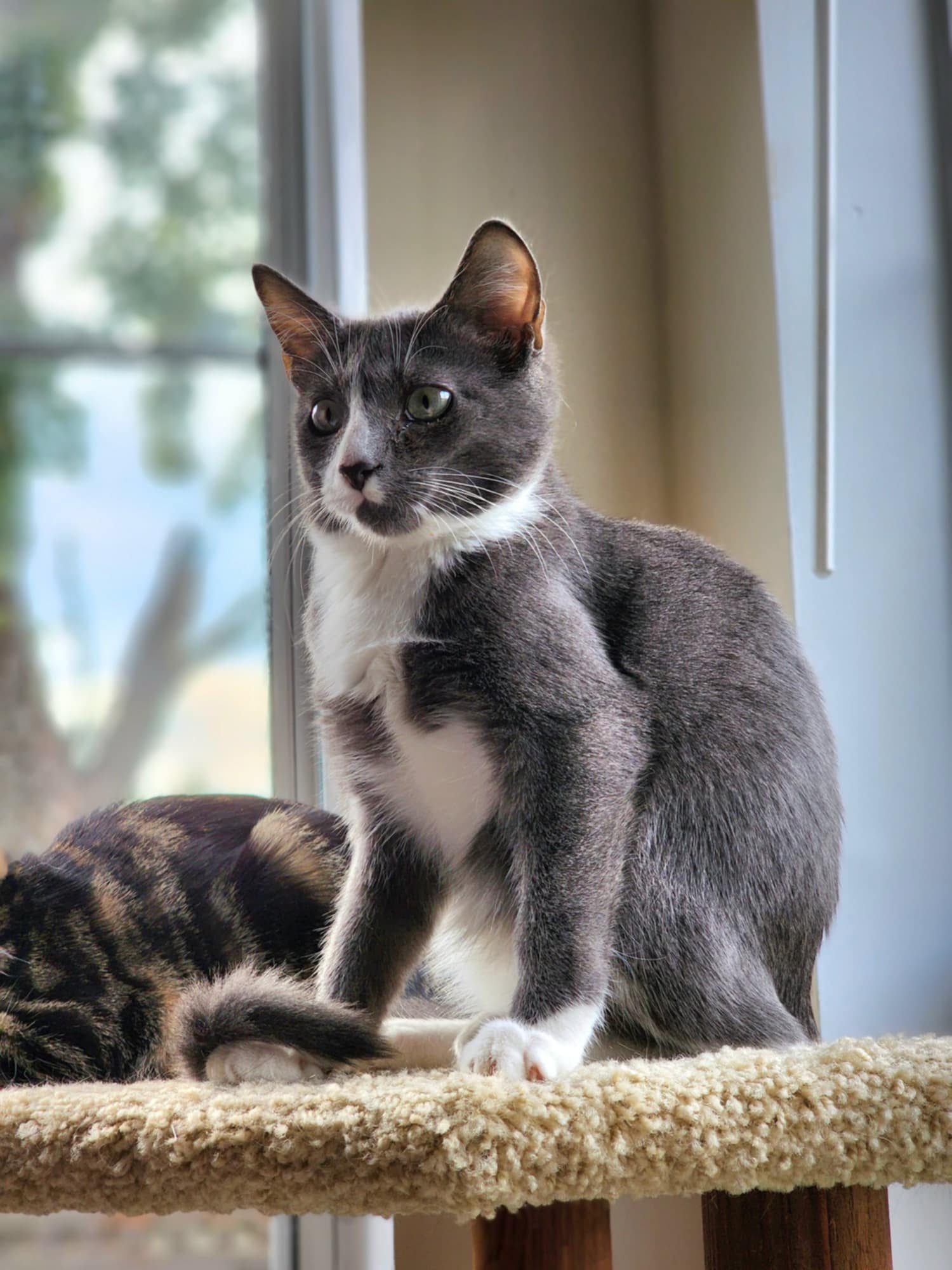 Custard, a Adoptable Domestic Short Hair in Ladson, SC image 4/5