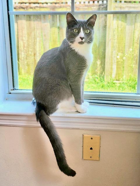 Custard, a Adoptable Domestic Short Hair in Ladson, SC image 2/5