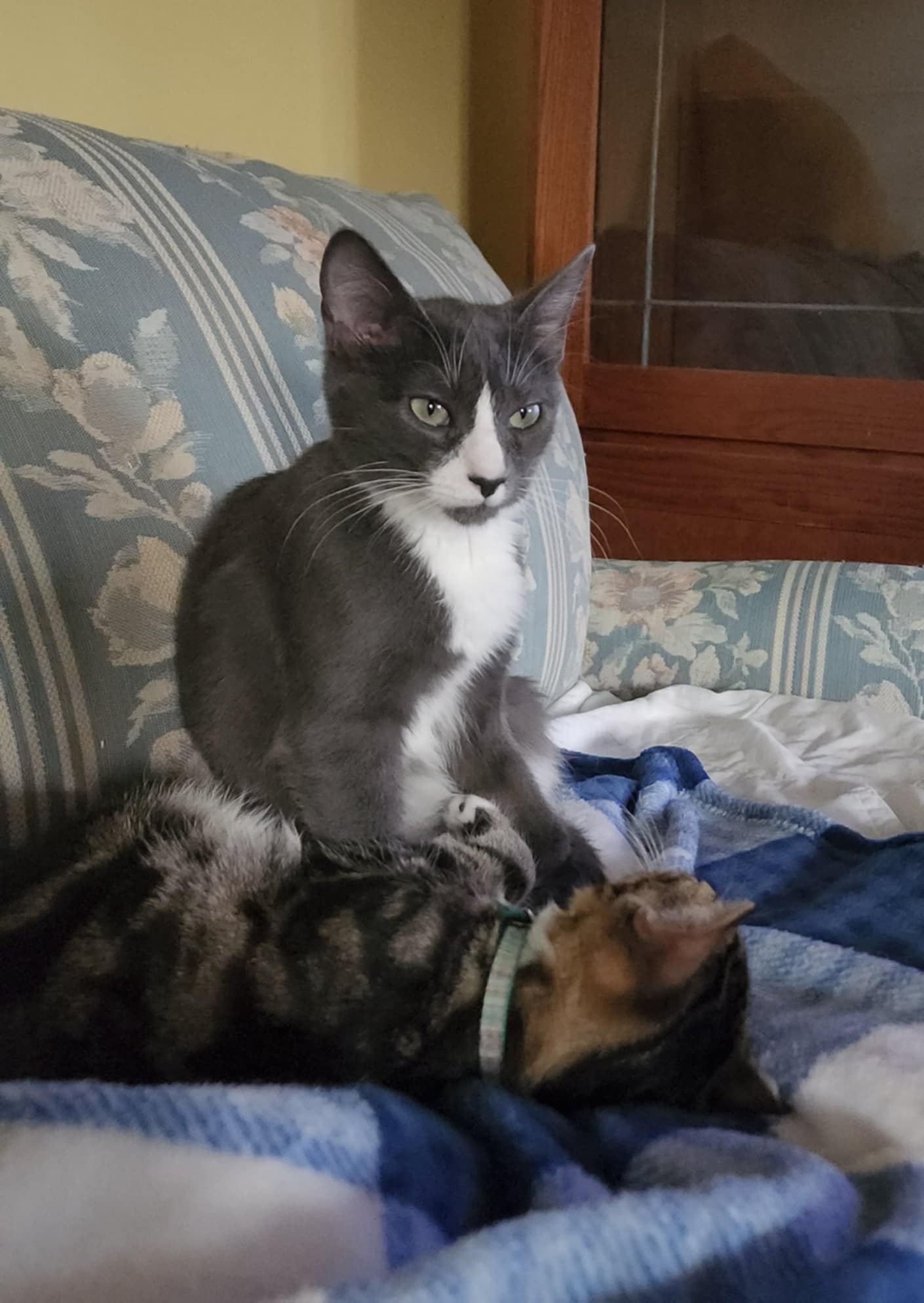 Custard, a Adoptable Domestic Short Hair in Ladson, SC image 5/5