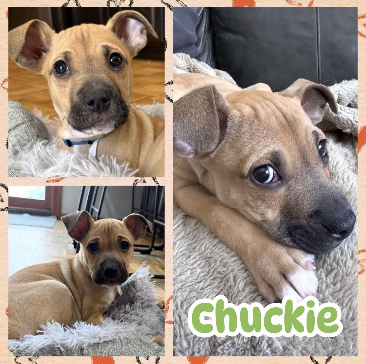 Chuckie, ADOPTABLE, Puppy Male Boxer & Pit Bull Terrier.
