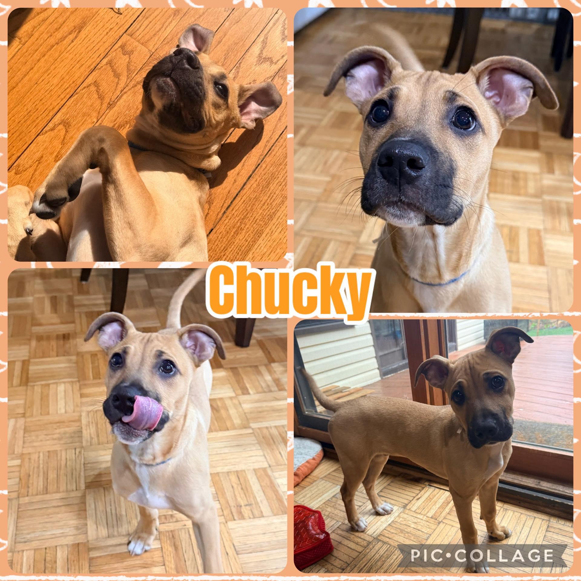 Chucky, ADOPTABLE, Puppy Male Boxer & Pit Bull Terrier.