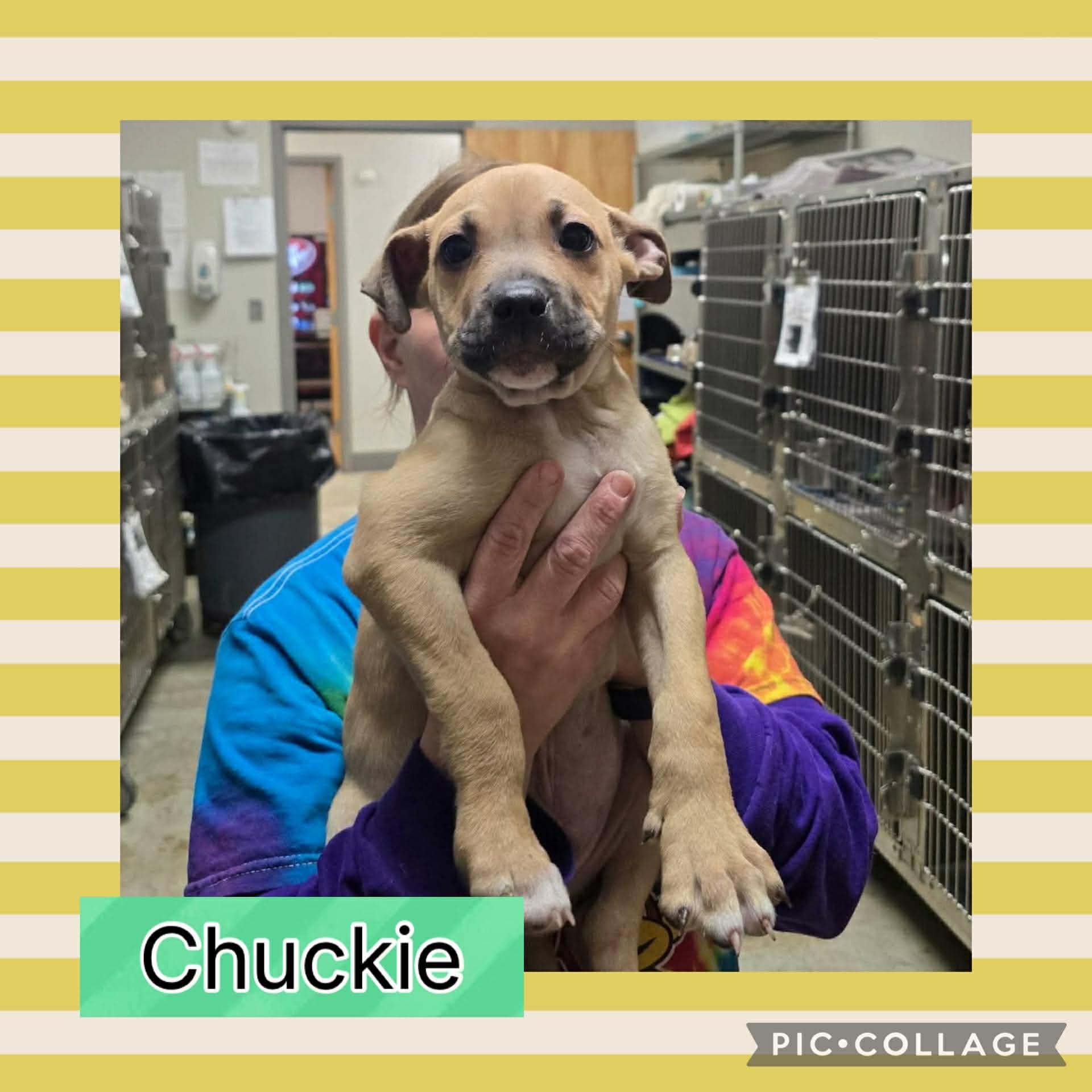 Chuckie, a ADOPTABLE mixed breed in Ringwood, NJ image 2/2
